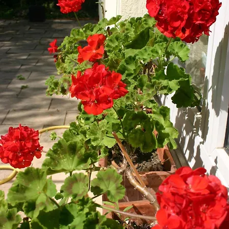 Bois Joli De La Freyere